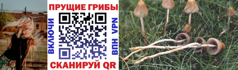 Псилоцибиновые грибы GOLDEN TEACHER  Купить  Сокол 